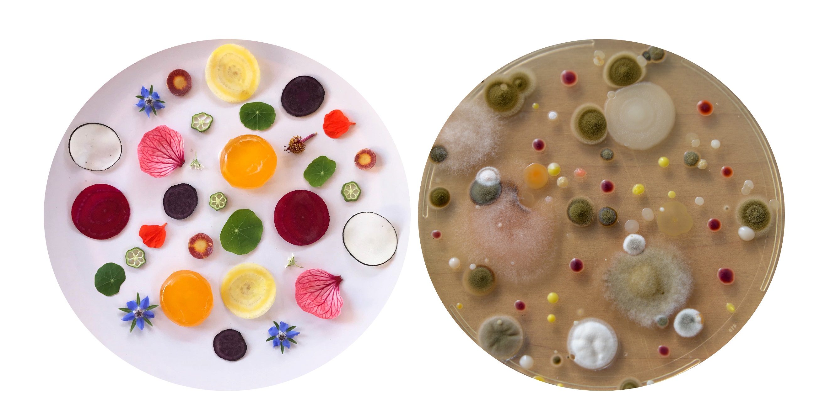 Helicobacter pylori a wrzody